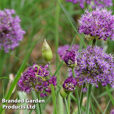 30 Allium Purple Sensation Bulbs - 5