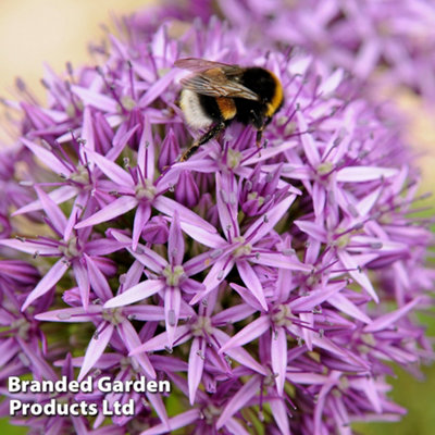 30 Allium Purple Sensation Bulbs - 6