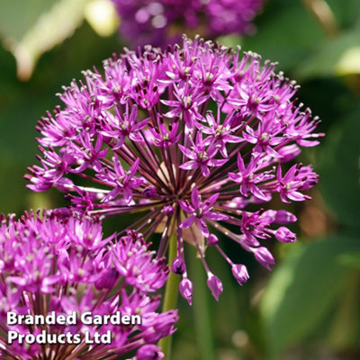 30 Allium Purple Sensation Bulbs - 7