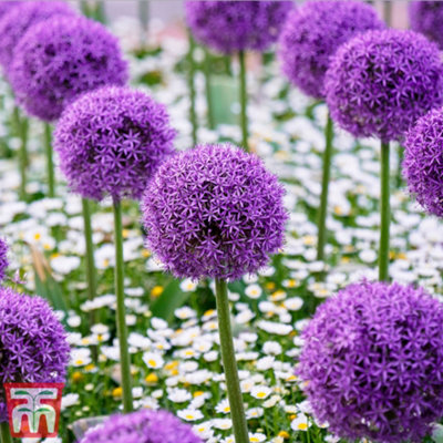 30 Allium Purple Sensation Bulbs - 8