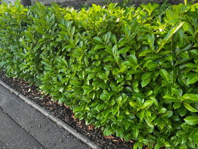 30 Cherry Laurel Fast Growing Evergreen Hedging Plants 20-30cm Tall in 10cm Pots 3fatpigs