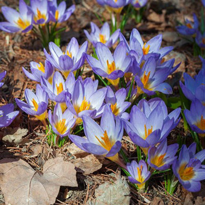 30 x Crocus Bulbs 'Tricolour' Size 5/7 pack of 30 bulbs - Autumn Planting Bulbs for Spring Flowering