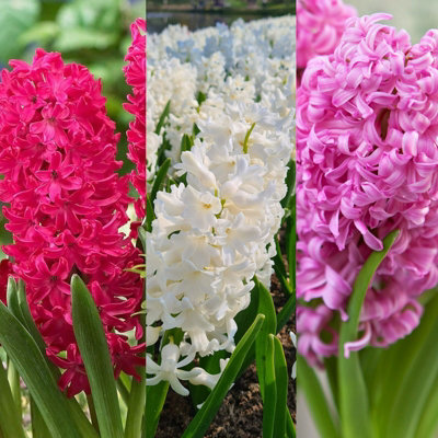 30 x Hyacinth Spring Bulbs Berries & Cream Mix - Highly Fragrant Perennials - UK Hardy Low Maintenance Pollinator Friendly