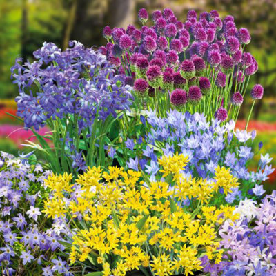 300 Fantastic Spring Flowering Bulbs - Ideal for Patio Containers, Garden Borders & Window Boxes