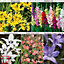300 Mixed Summer Flowering Bulb Collection - Summer Colour for Garden Borders, Pots, Containers (5 varieties included)