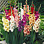 300 Mixed Summer Flowering Bulb Collection - Summer Colour for Garden Borders, Pots, Containers (5 varieties included)