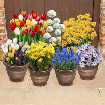 300 x Spring Flowering Bulb Mixed Pack, 300 Bulbs, 7 Varieties, Bulk Buy Collection