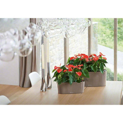 30cm Long Self-watering Plant Pot, Taupe Brown Plastic Windowsill Planter with Water Level Indicator LECHUZA DELTA H13 L30 W11 cm