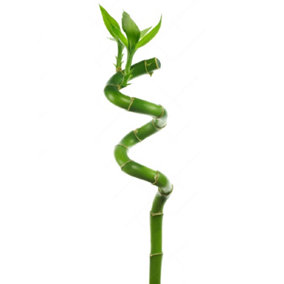 30cm Lucky Bamboo - Indoor Spiral Stems for Home Office, Kitchen, Living Room (1 stem)