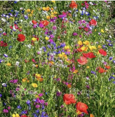 Damavandpro 100G Wildflower Seeds Mix Seed Wild Flowers Garden Bee Scented Meadow Flower No Grass from B&Q