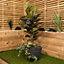 31cm Small Square Dark Grey Garden Patio Trojan Plant Pot