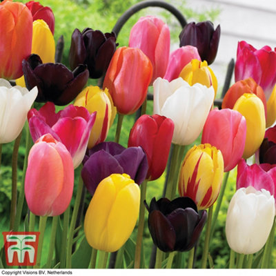 32 Tulip 'Everlasting Mixed' Bulbs - Spring Flowering Year After Year