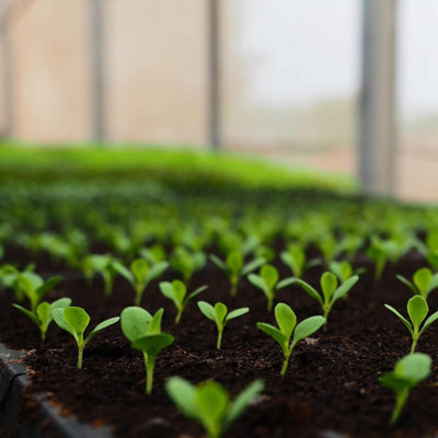 35L John Innes Multi Purpose Compost by Laeto Your Signature Garden - FREE DELIVERY INCLUDED - 3