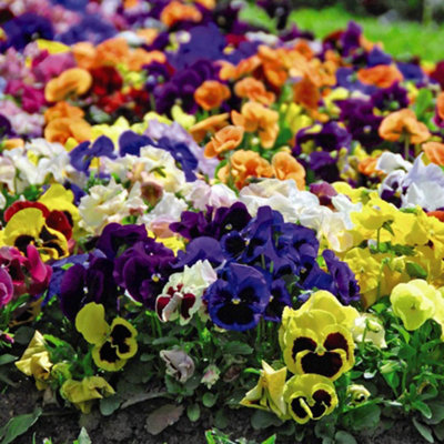 36 Pansy Matrix Mixed Plants - Winter Flowering