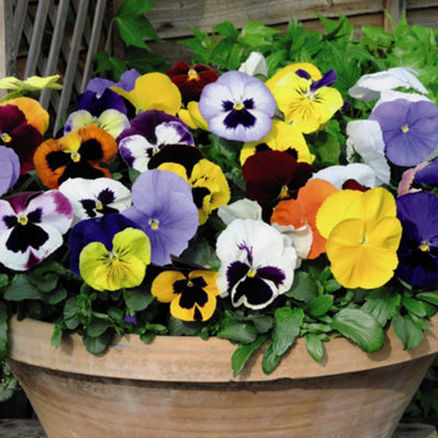 36 Pansy Matrix Mixed Plants - Winter Flowering