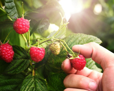 Grow your own
