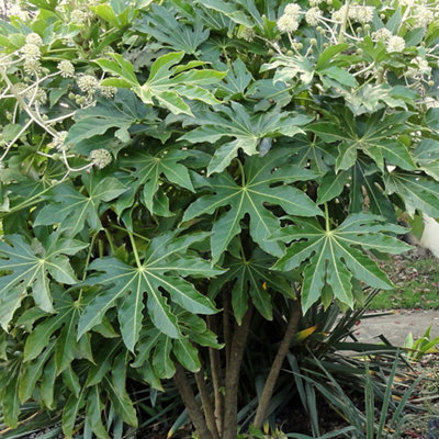 Fatsia japonica (False Castor Oil Plant) with large glossy lobed leaves and small white globe-shaped flowers.