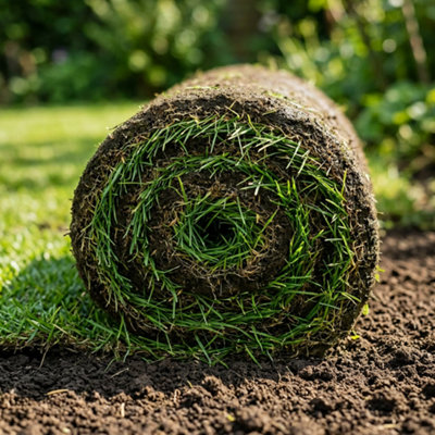 Shop lawn turf