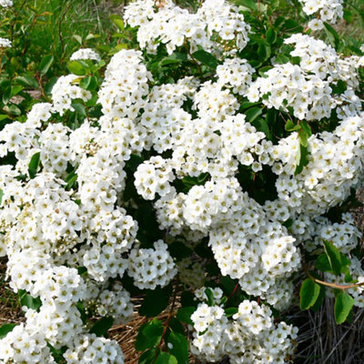 Spiraea shrub with bright green leaves and delicate white flowers.