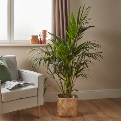Shop houseplants.