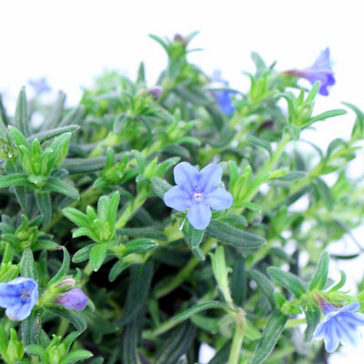 Close-up of a Lithodora plant with small, vibrant purple flowers, surrounded by green foliage.