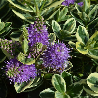 Hebe shrub with glossy green leaves and vibrant purple spiked blooms, adding colour and structure to the garden.