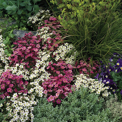A flower bed featuring purple and white Saxifrage plants, surrounded by lush green foliage from other plants.