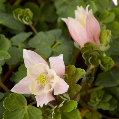 Close-up of the delicate pink flowers of an aquilegia plant.