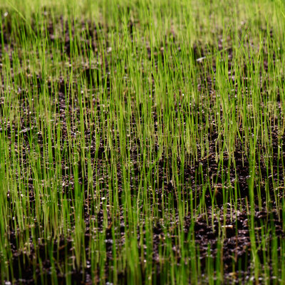 Shop grass seed.