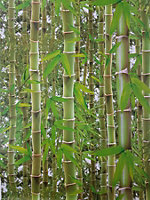 3D Effect Bamboo Forest Photo Mural Wallpaper Jungle Tropical Trees