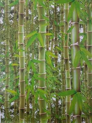 3D Effect Bamboo Forest Photo Mural Wallpaper Jungle Tropical Trees