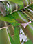 3D Effect Bamboo Forest Photo Mural Wallpaper Jungle Tropical Trees