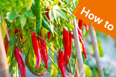 Download How To Grow Chilli Peppers From Seeds Ideas Advice Diy At B Q