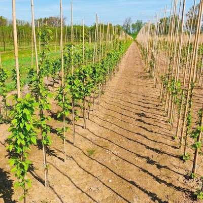 3ft Bamboo Plant Support Pack of 40 Garden Canes - 5