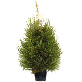 3ft Norway Spruce Pot Grown Christmas Tree - Real Living Potted Plant