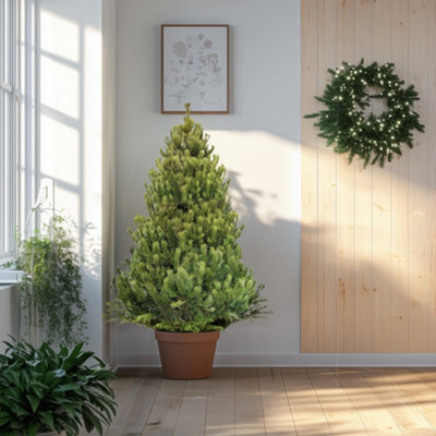 3ft Scots Pine Pot Grown Christmas Tree Real Living Potted Plant