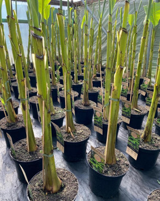 Musa Basjoo Fully Hardy Banana Fruit Tree 60-90cm Tall in a 5 Litre Pot main image 0
