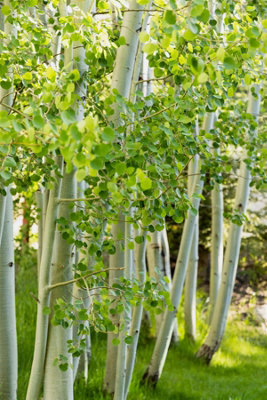 3x 3-4ft Betula Jacquemontii White Stem Himalayan Birch Trees in 2/3 ...