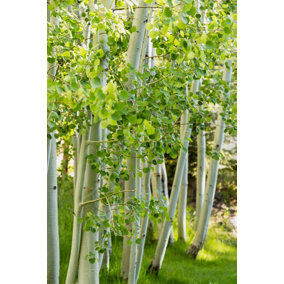 3x 3-4ft Betula Jacquemontii White Stem Himalayan Birch Trees in 2/3 Litre Pots