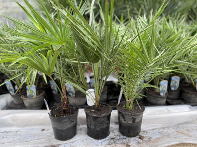 3x Mixed Hardy Palm Trees Plants in Pots Trachycarpus Chamaerops & Date ...