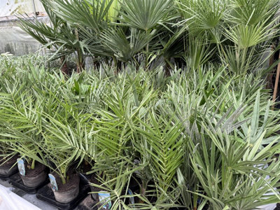 3x Mixed Hardy Palm Trees Plants in Pots Trachycarpus Chamaerops & Date ...