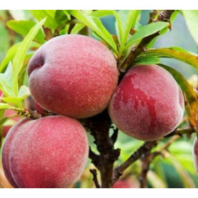3x Peach Peregrine Fruit Trees UK Hardy 5-6ft Self Fertile