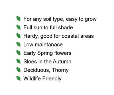 4-5ft Blackthorn (Prunus Spinosa) Bare Root Hedging Plants Tree Whips ...