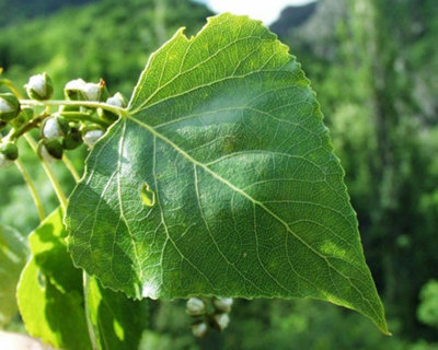 4-5ft Poplar (Populus N) Field Grown Bare Root Hedging Plants Tree ...