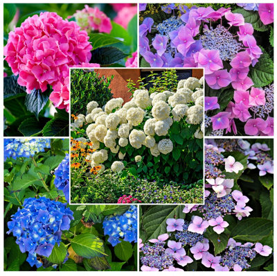 4 Mixed Hydrangea Plants in 2L Pots 3FATPIGS