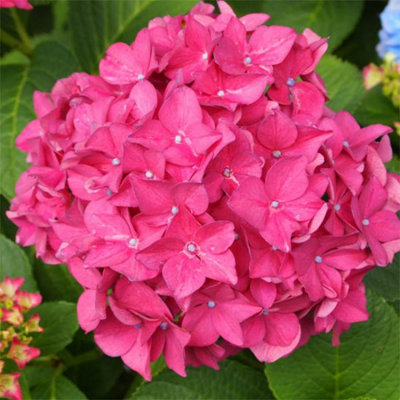 4 Mixed Hydrangea Plants in 2L Pots 3FATPIGS