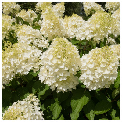 4 Mixed Hydrangea Plants in 2L Pots 3FATPIGS - 3