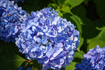 4 Mixed Hydrangea Plants in 2L Pots 3FATPIGS - 4