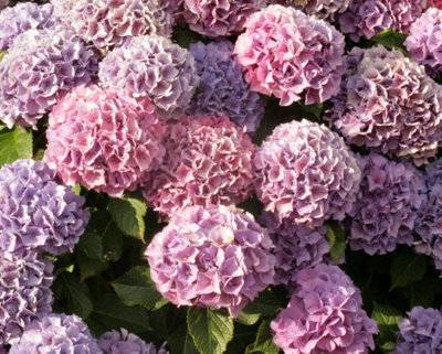 4 Mixed Hydrangea Plants in 2L Pots 3FATPIGS - 5