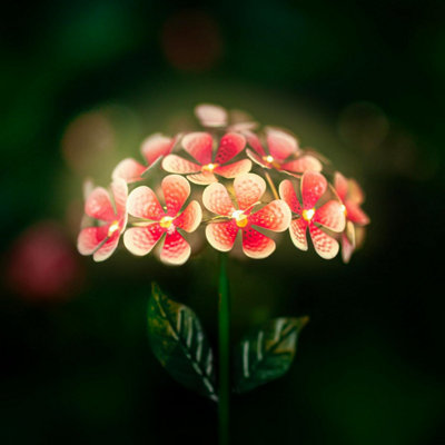 4 pack Solar Lights Outdoor Garden - Flower Stake Pathway Lighting Waterproof Colourful Flower Lights for Garden - 5